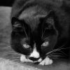 Cat Eyes by Mel Hobson